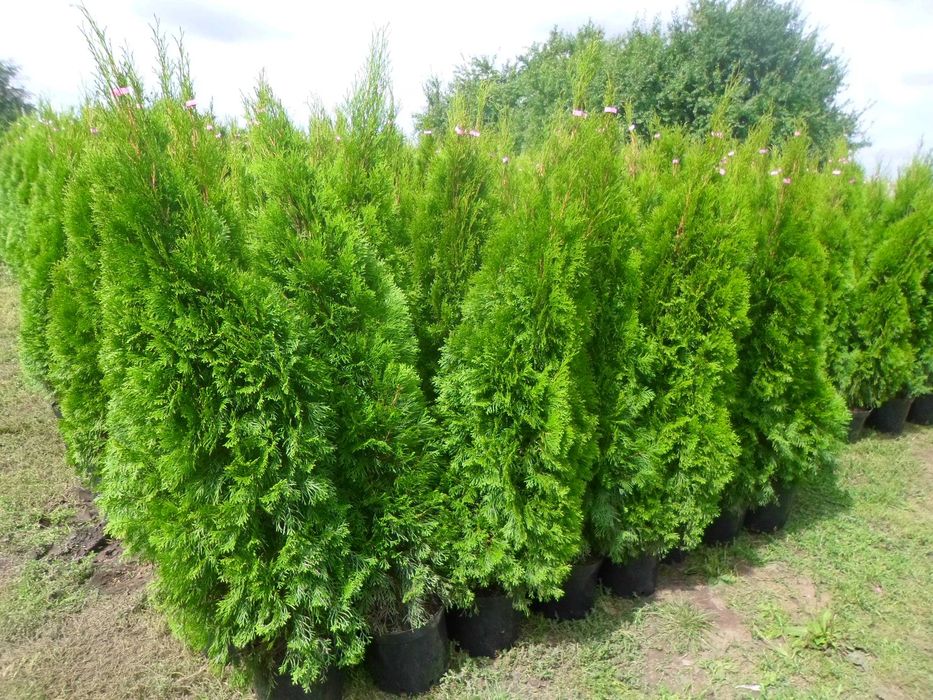 Tuia Thuia Thuja smaragd, gros, frumos, mare 160-180cm