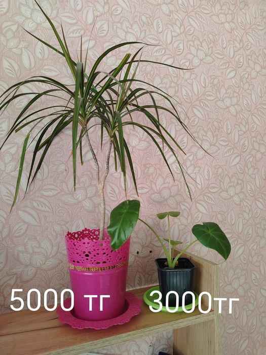 Продаётся Комнатные цветы