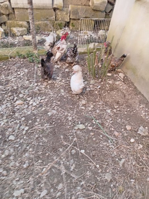 Ouă pentru incubat - Găini pitici motate și încaltate