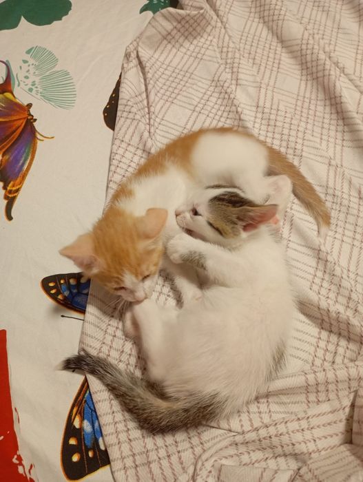 2 motanei spre adoptie