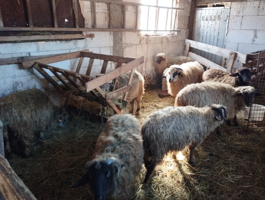 Vând oile din imagine