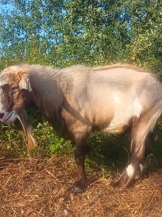 Țap metis alpin francez cu saanen, vârstă 2 ani jumate