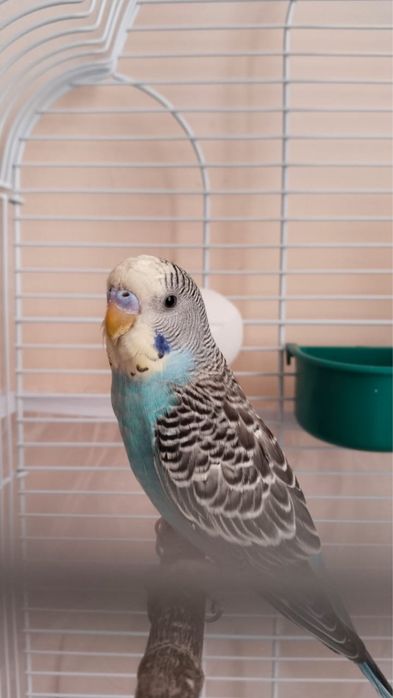 Волнистые попугаи