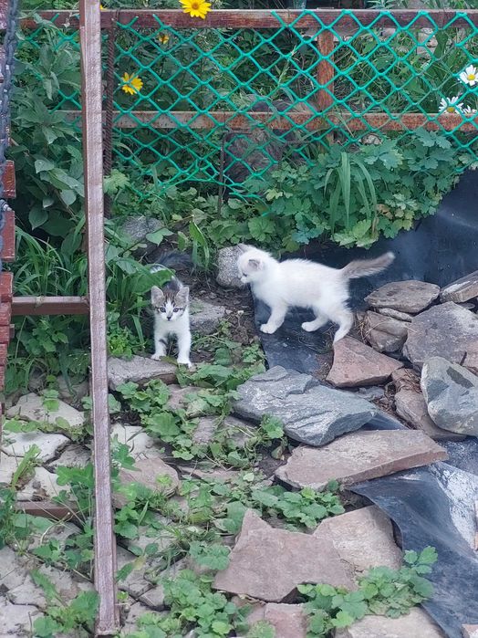 Отдам в добрые руки котят
