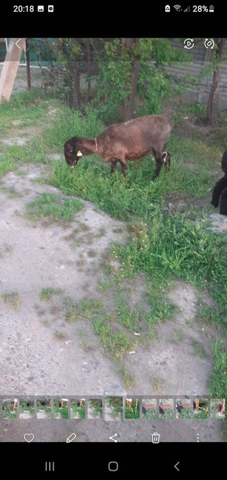 Қой сатылыды қозы