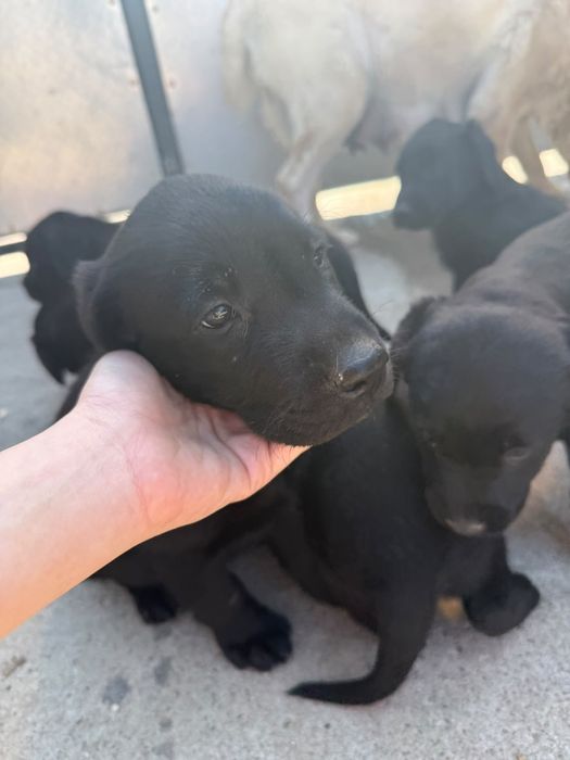 Donez  Catel labrador rettriever