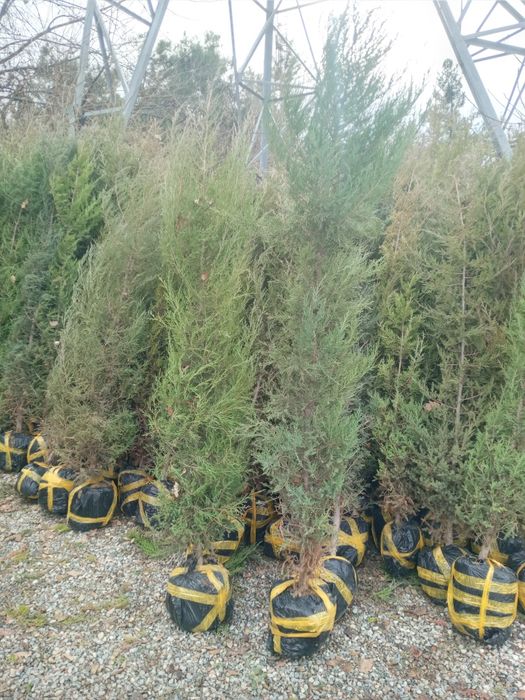 Арча кучатьари сотилади