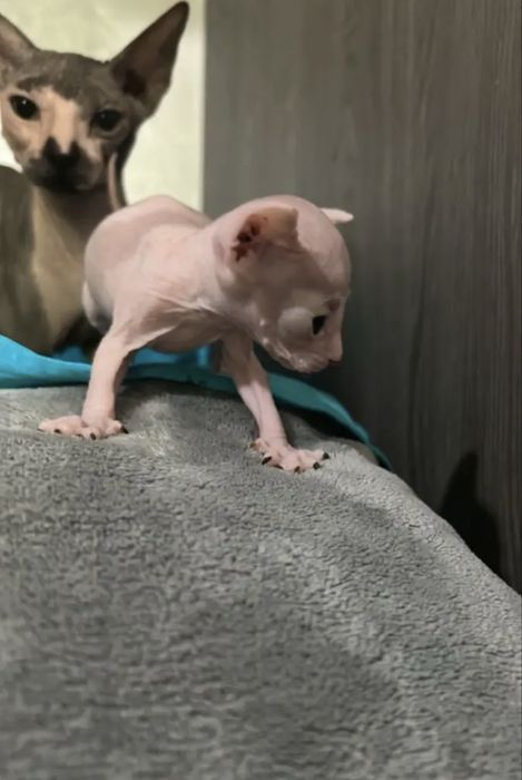 Сфинксы котятааа