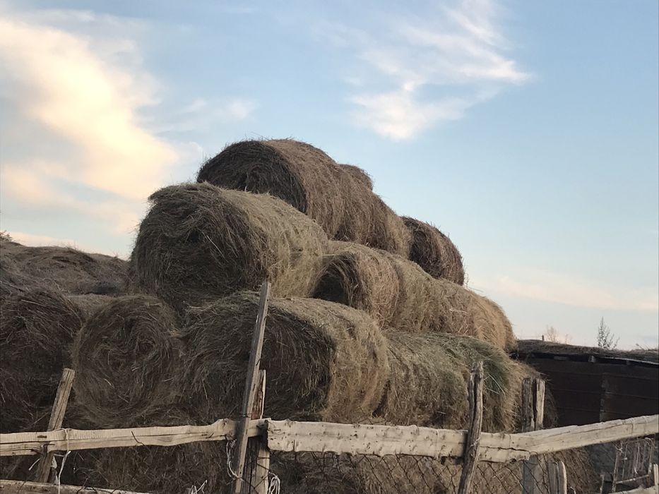 Продам сено рулон