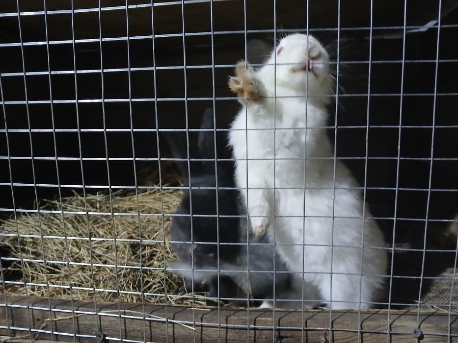 Крольчата великан дев.мальчик