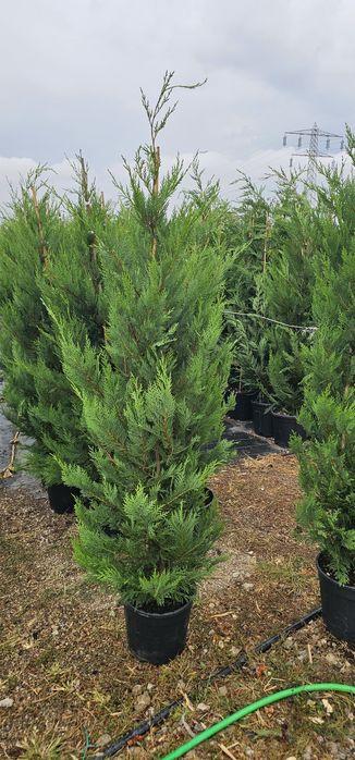 Cupressocyparis leylandii gard viu