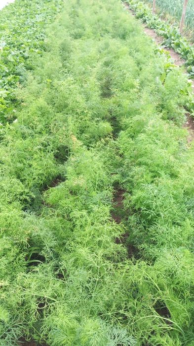 De vânzare  mărar,pătrunjel, ceapa verde, usturoi verde de gradina