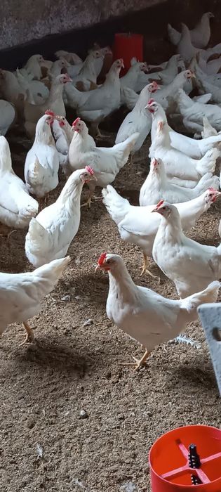 105 кунлик  Декалб Уайт Товуқлари Сертухум