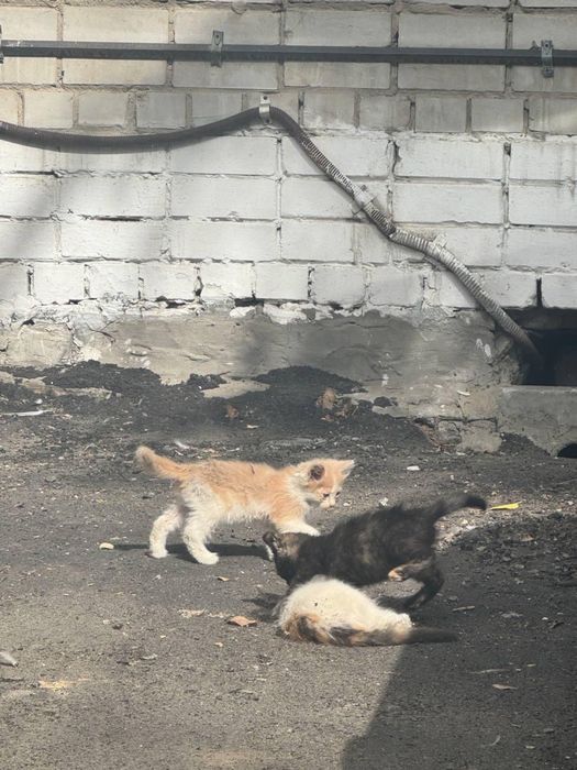 Срочно пристраиваются котята