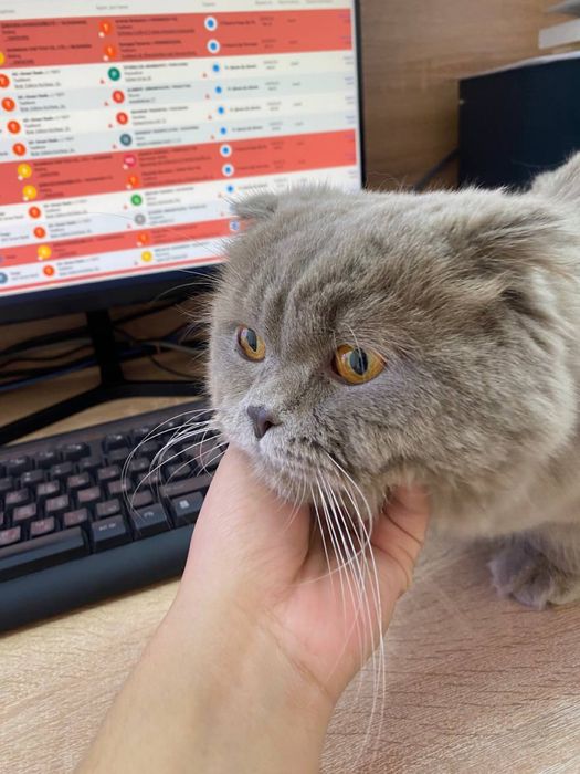 Хайленд-фолд на вязку