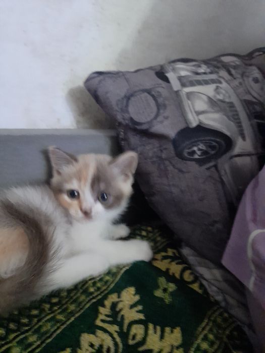 Кошечка скотиш страйт
