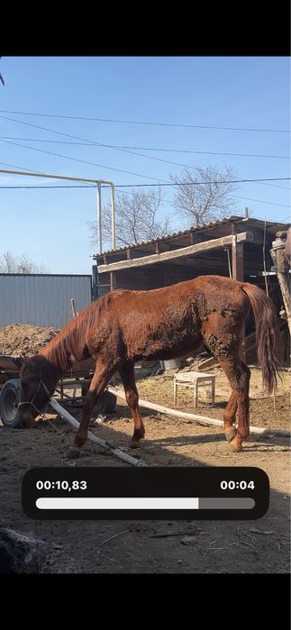 3 жастағы байтал сатылады