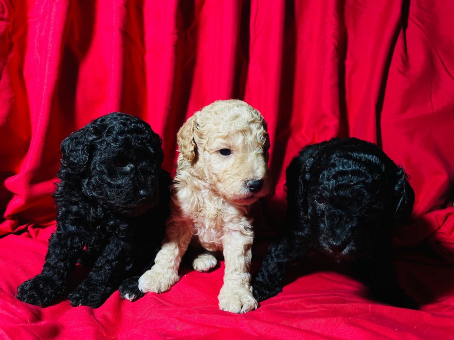 Щенки той-пудель