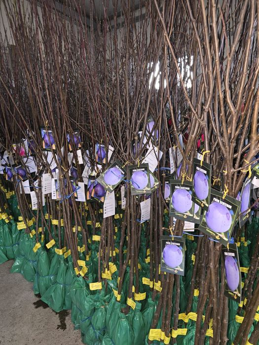 Vând pomi fructiferi