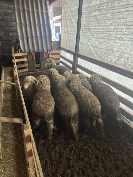 Продам жирных баранов