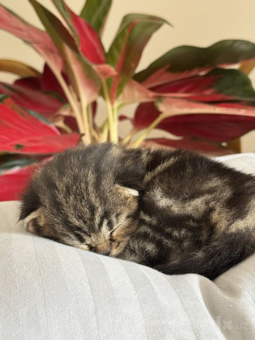 Скотиш фолд девочка