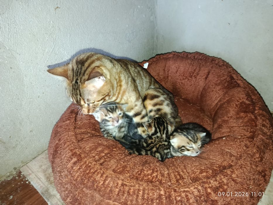 Бингали продаётся срочно