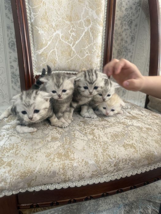 шотландские вислоухие