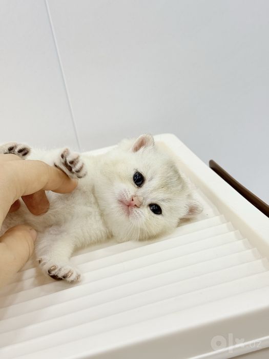 Британский котята