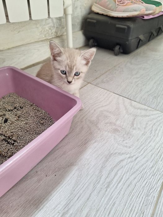 Продается котенок