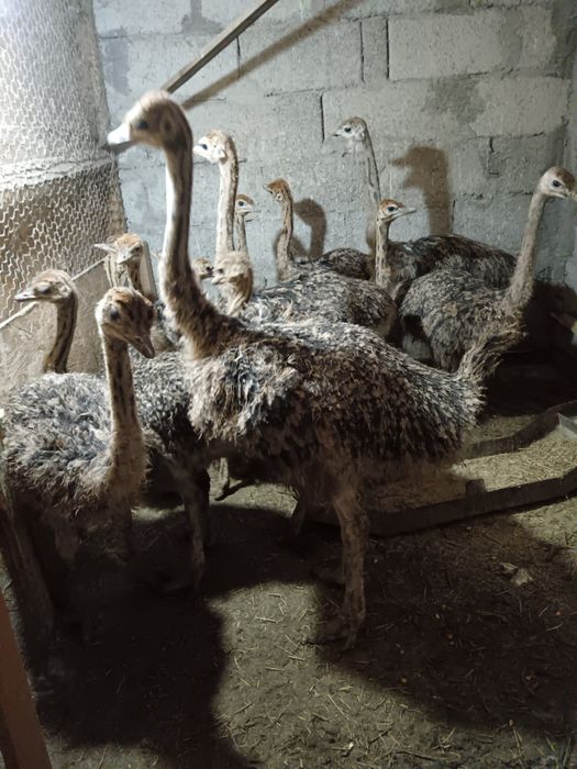 Struti cu varsta intre 3 si 5  luni