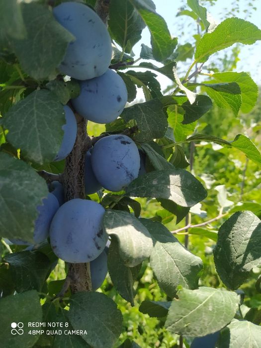 Mevali daraxt ko'chatlari sotiladi