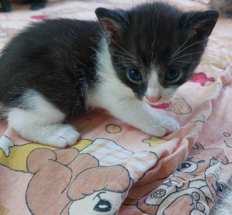 Домашний Котёнок мальчик
