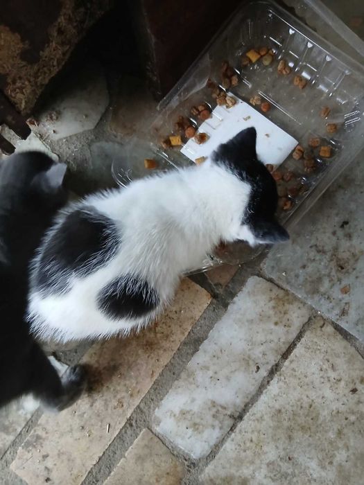 Подаряват се 2 котета