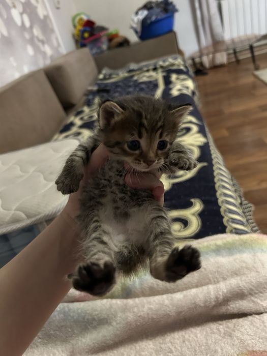 Кошка шотланские вислоухия