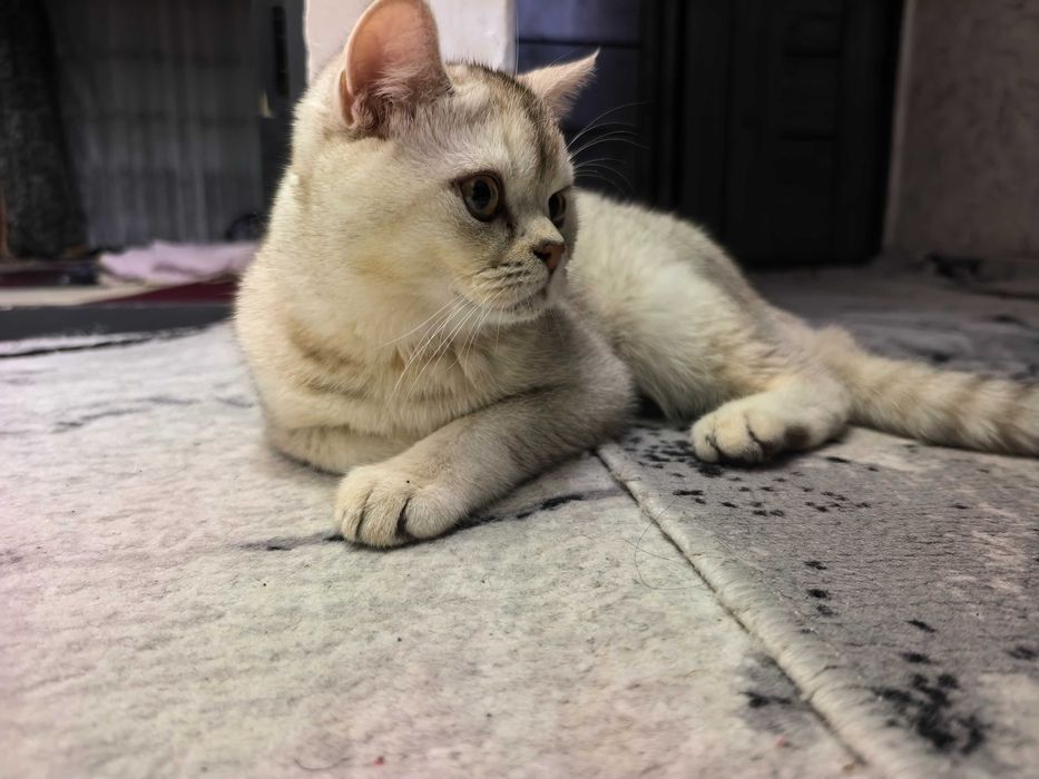 Срочно продам кот британский шиншилла