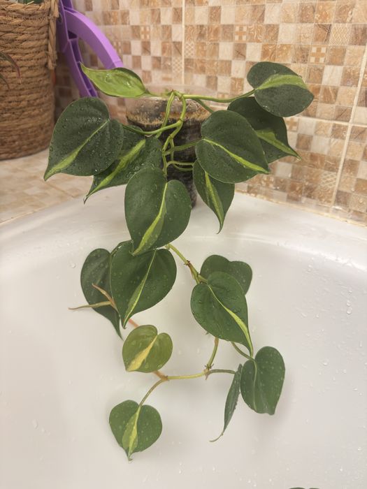 Растения разные