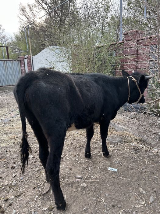 Продам Жирную телку