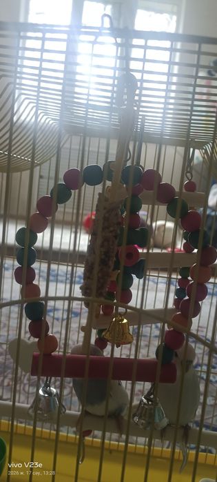 Тотыкыз сатылады