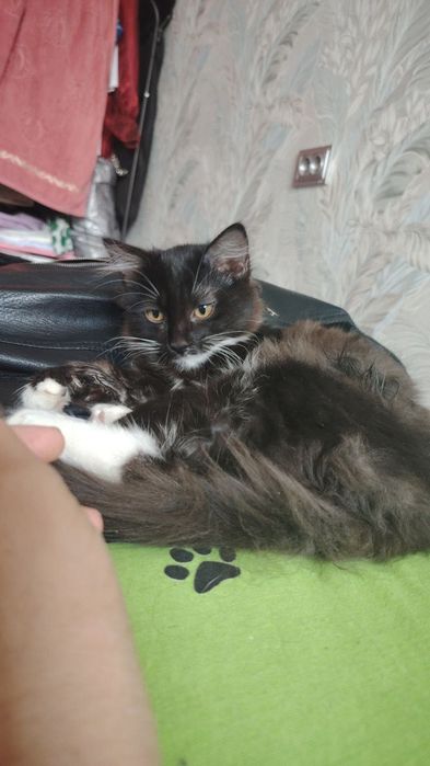 Hadyaga mushuk sog’lom