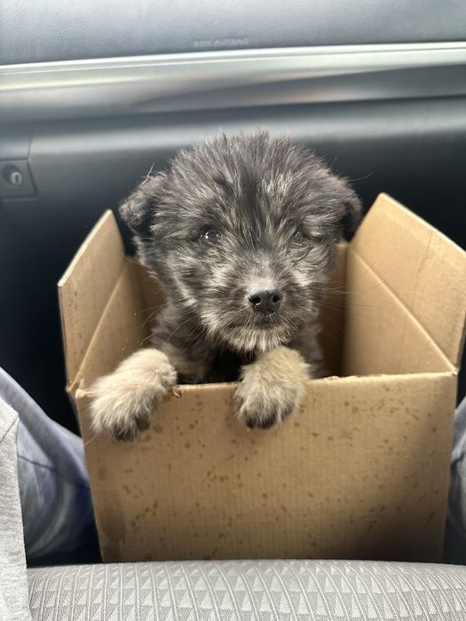 Ищем добрые руки, для щенка