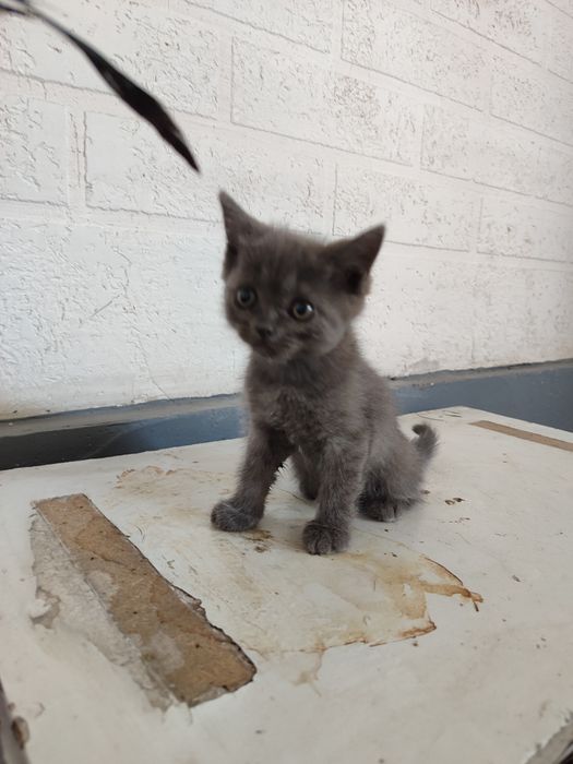 Mushuk britanski qiz 2 oylik