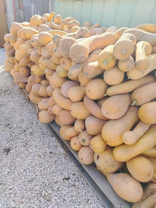 Продавам тикви цигулка