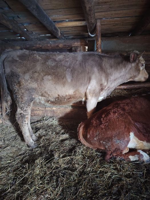 Продам быка и тёлку!