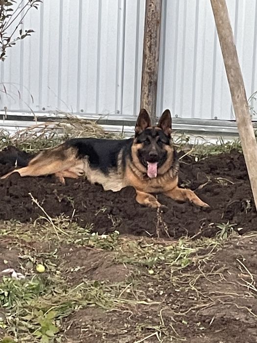 Немецкая овчарка