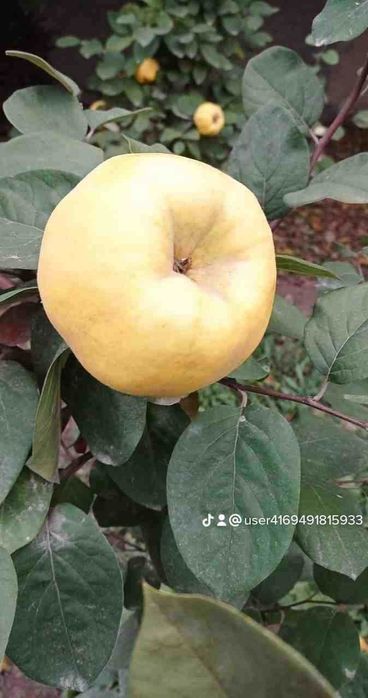 Mevalı köchatlar ıshonchlı va arzon