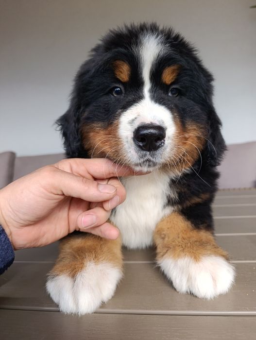 Pui  Ciobanesc de Berna Lucky  de Robernas