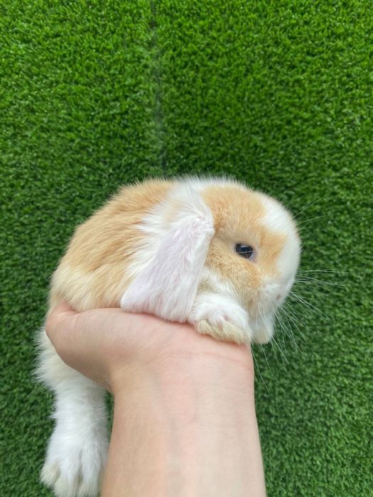 Прдарок на новый год карликовые кролики