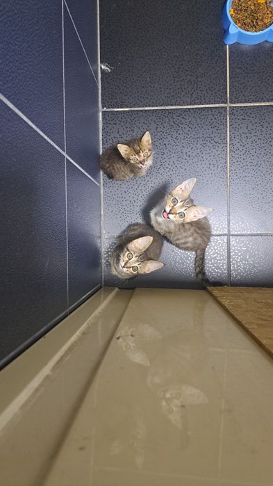 В добрые руки котята