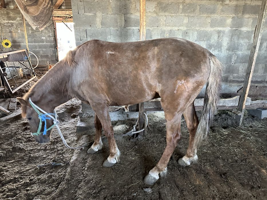 Продается лошадь