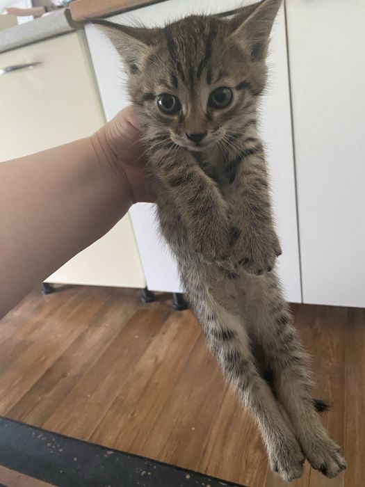 Отдам бесплатно катенка